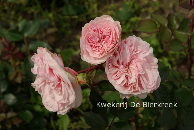 Rosa 'Mariatheresia'