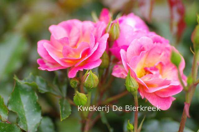 Rosa 'Maxi Vita'