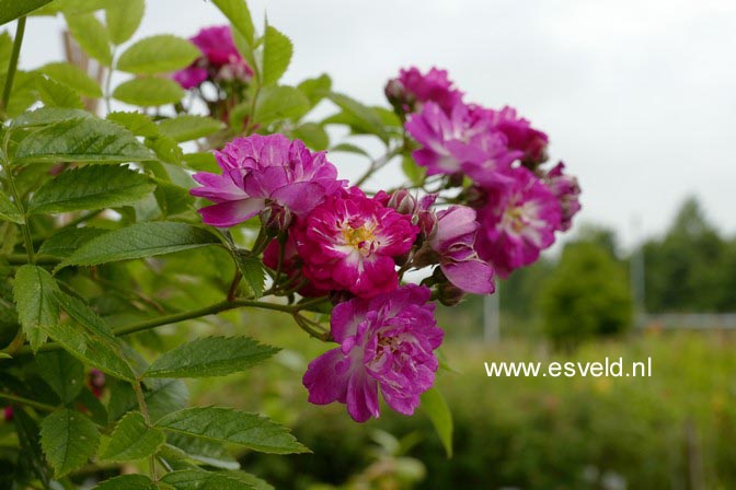 Rosa 'Mehblue' (PERENNIAL BLUE)