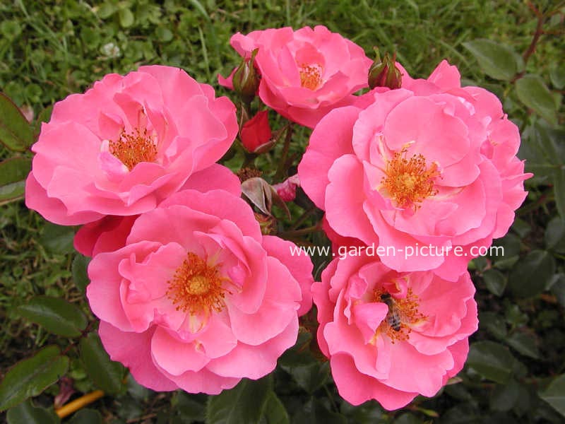 Rosa 'Meibalbica' (IGA 83 MUENCHEN)