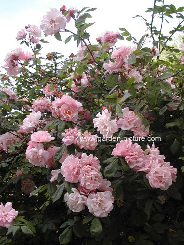 Rosa 'Meimont' (CLAIR MATIN)
