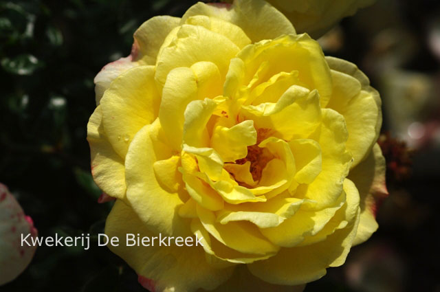 Rosa 'Moonlight' (Kordes)