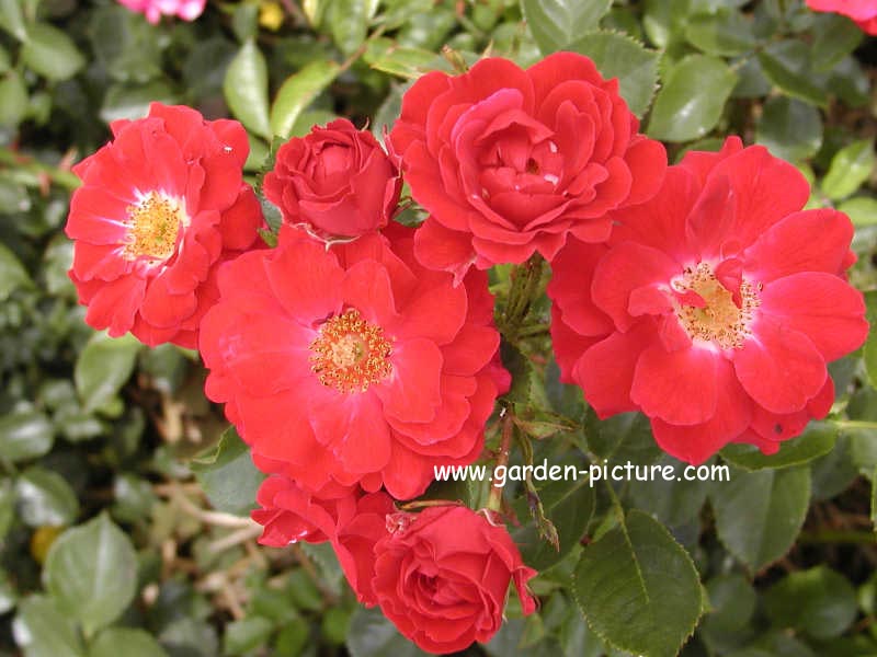 Rosa 'Noafeuer' (HEIDEFEUER)