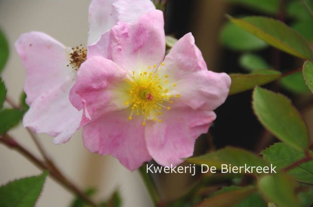 Rosa 'Nozomi' (HEIDEROESLEIN)