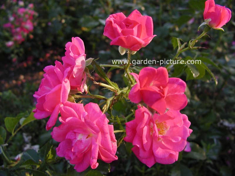 Rosa 'Palmengarten Frankfurt'
