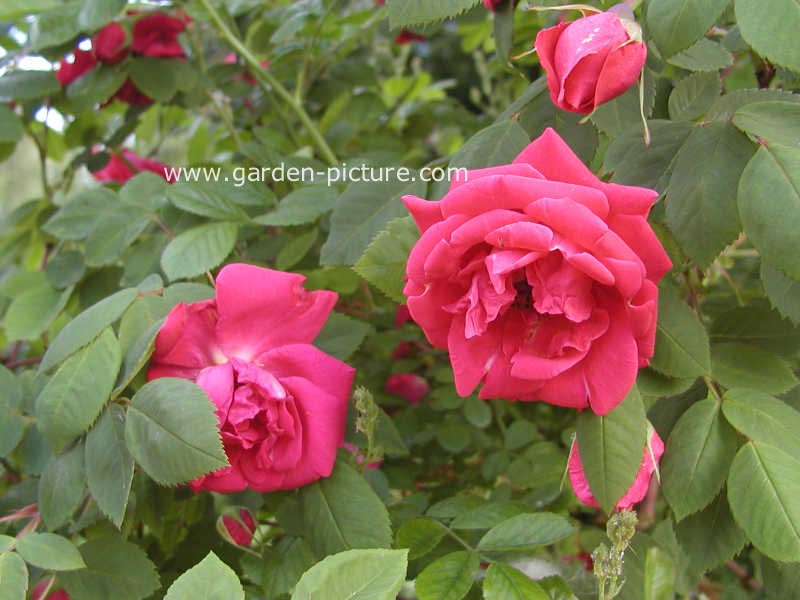 Rosa 'Parkfeuer'