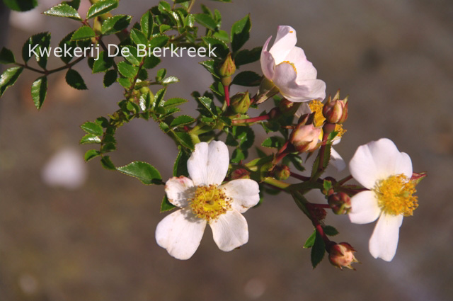 Rosa 'Petite Serpent'