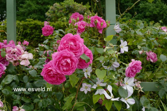 Rosa 'Pink Cloud'