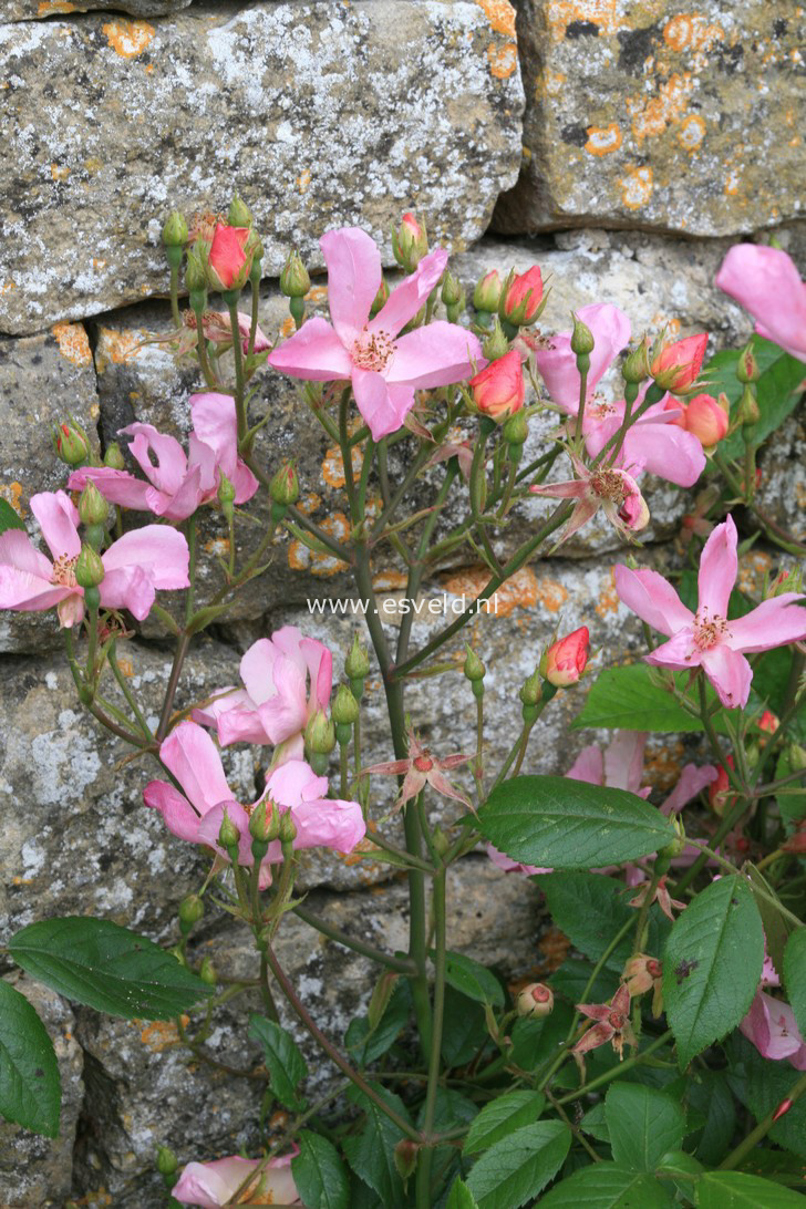 Rosa 'Plaisanterie'