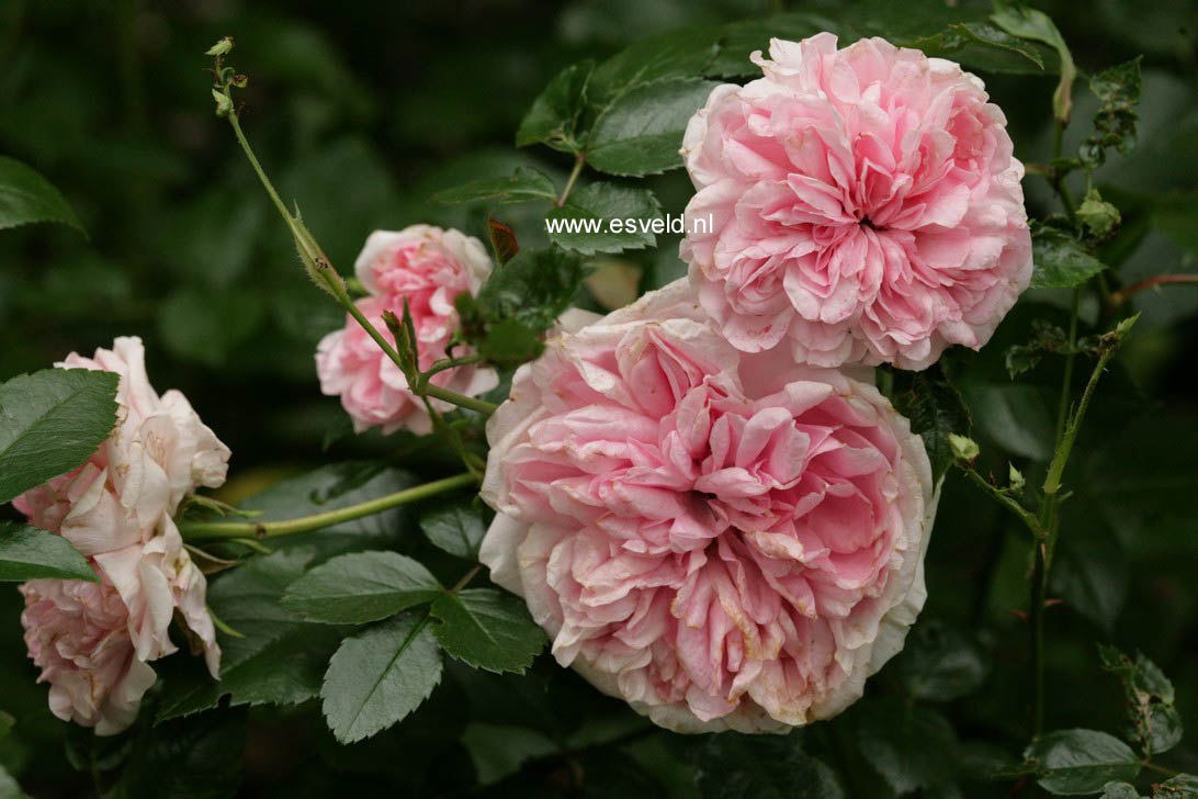 Rosa 'Pouloma' (THE FAUN) (60508)