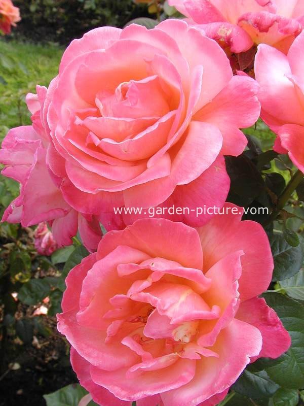 Rosa 'Poultro' (TROIKA)