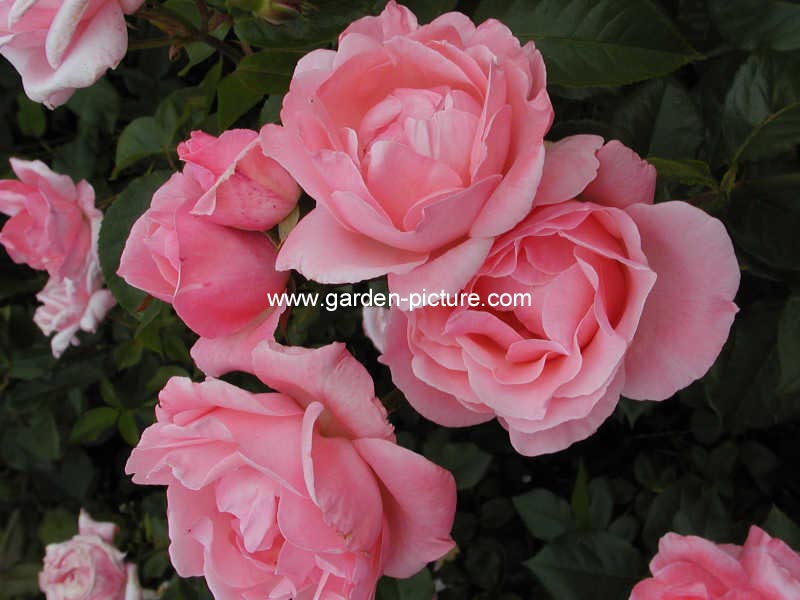 Rosa 'Queen Elizabeth'