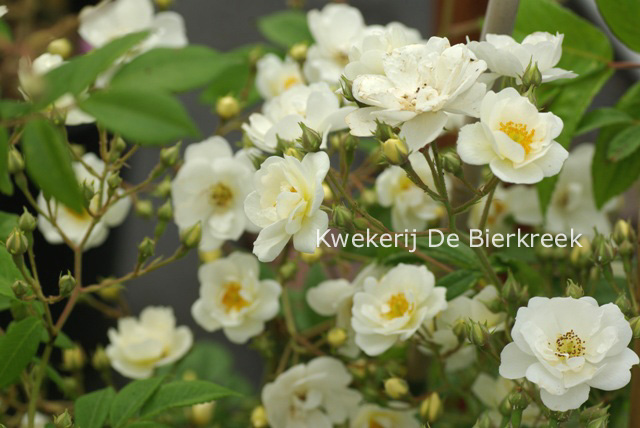 Rosa 'Rambling Rector'