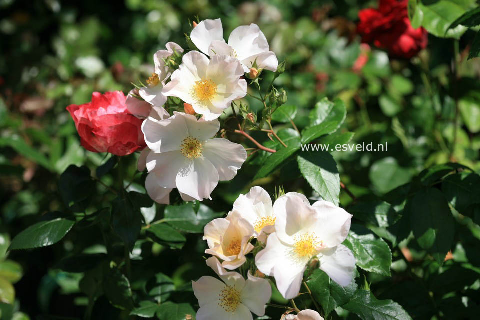 Rosa 'Sally Holmes'