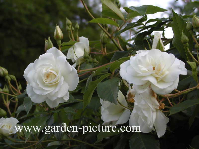 Rosa 'Schneewittchen' (KORBIN)