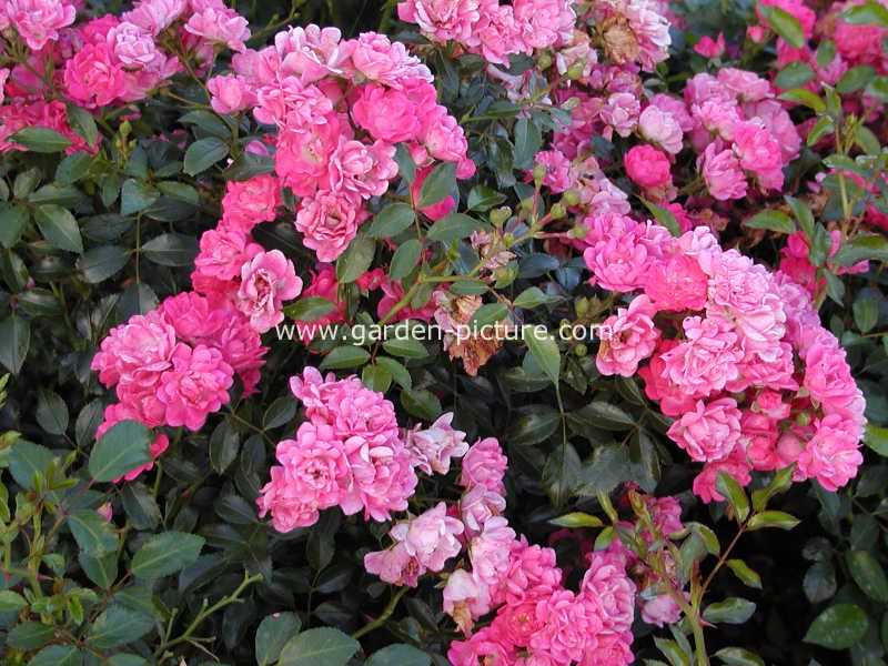 Rosa 'Spevy' (LOVELY FAIRY)