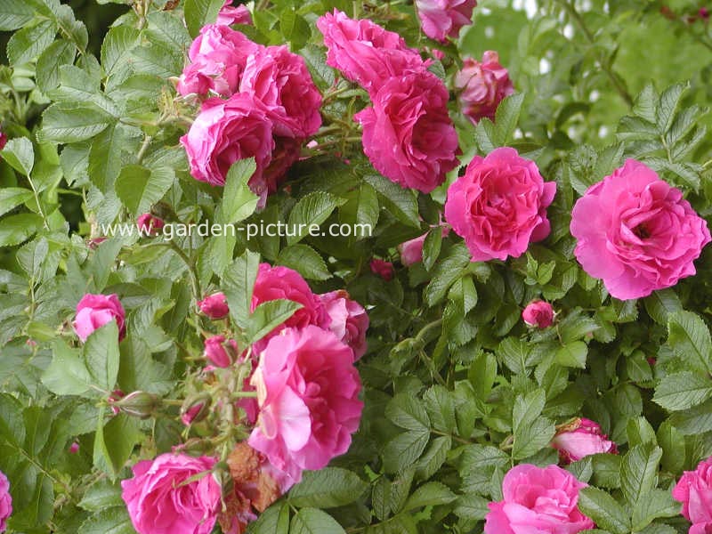 Rosa 'Strolon' (POLARSONNE)