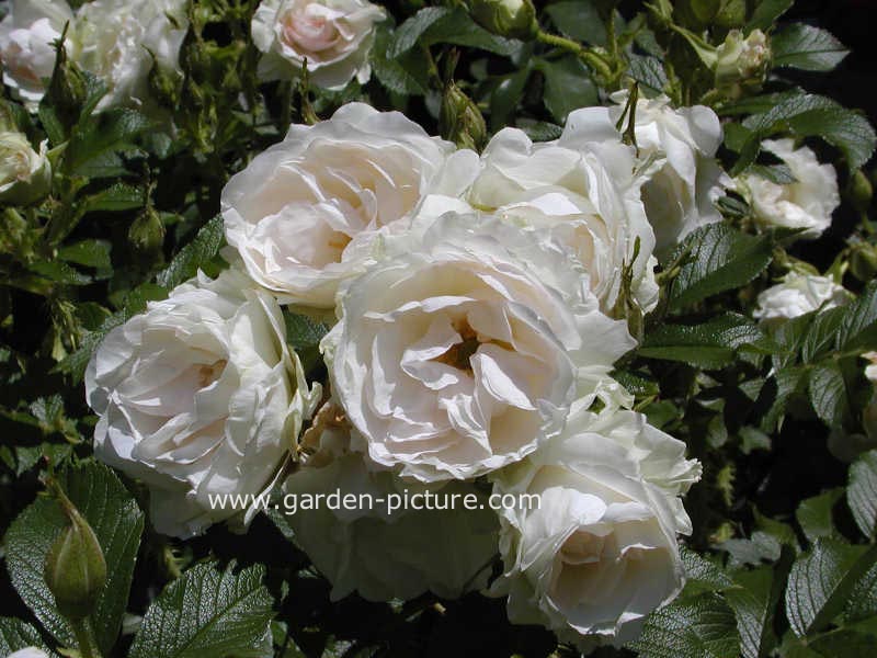 Rosa 'Stronin' (POLAREIS)