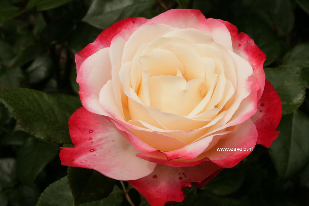 Rosa 'Taneiglab' (NOSTALGIE)