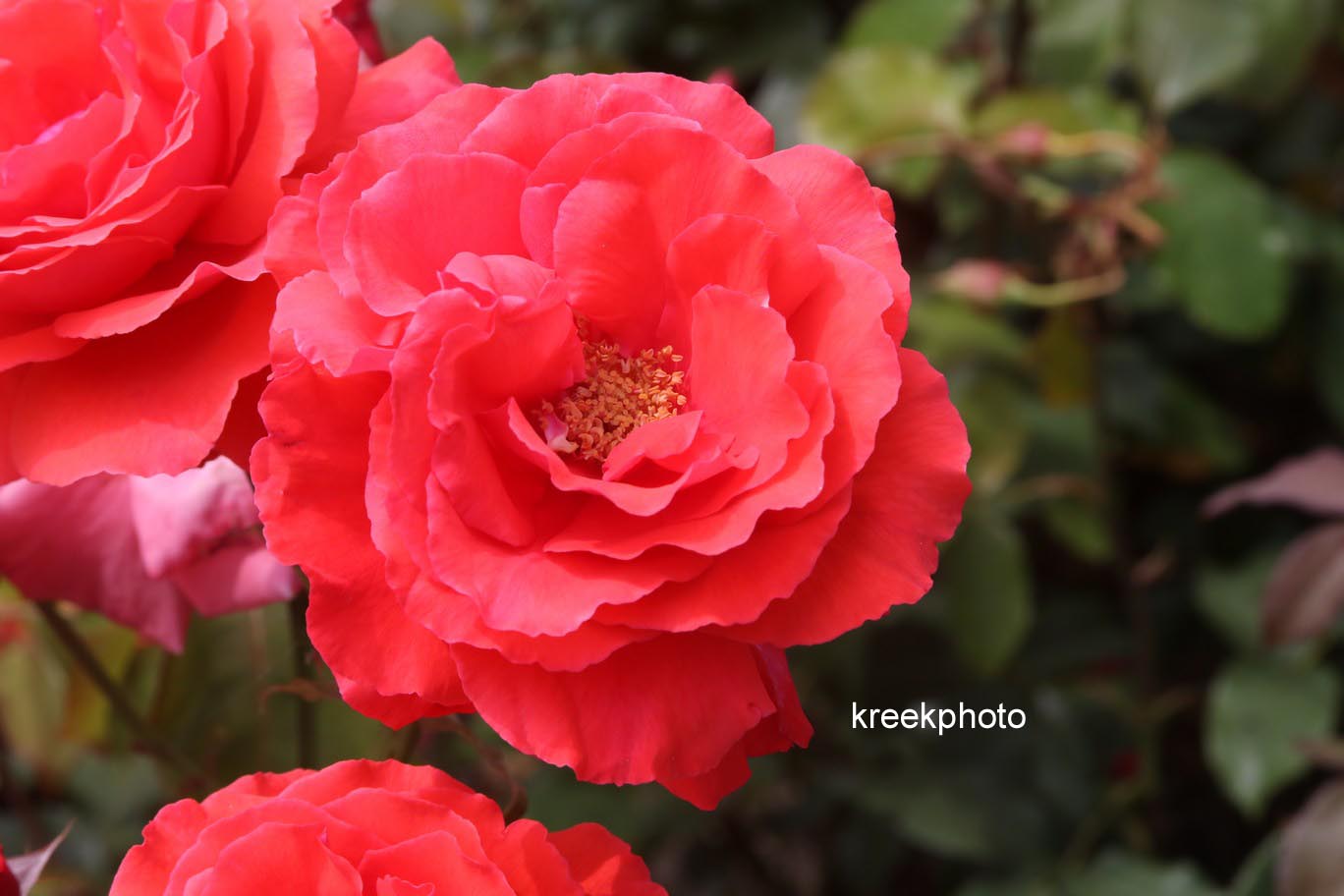 Rosa 'Tanellis' (DUFTWOLKE)