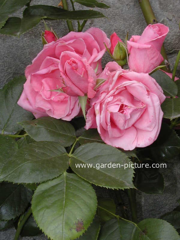 Rosa 'Tanklewi' (LAWINIA)