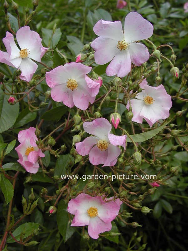 Rosa 'Tapis Volant'