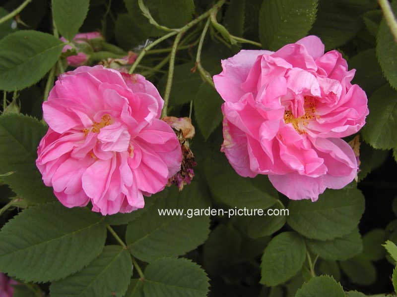 Rosa 'Trigintipetala' (KAZANLIK)