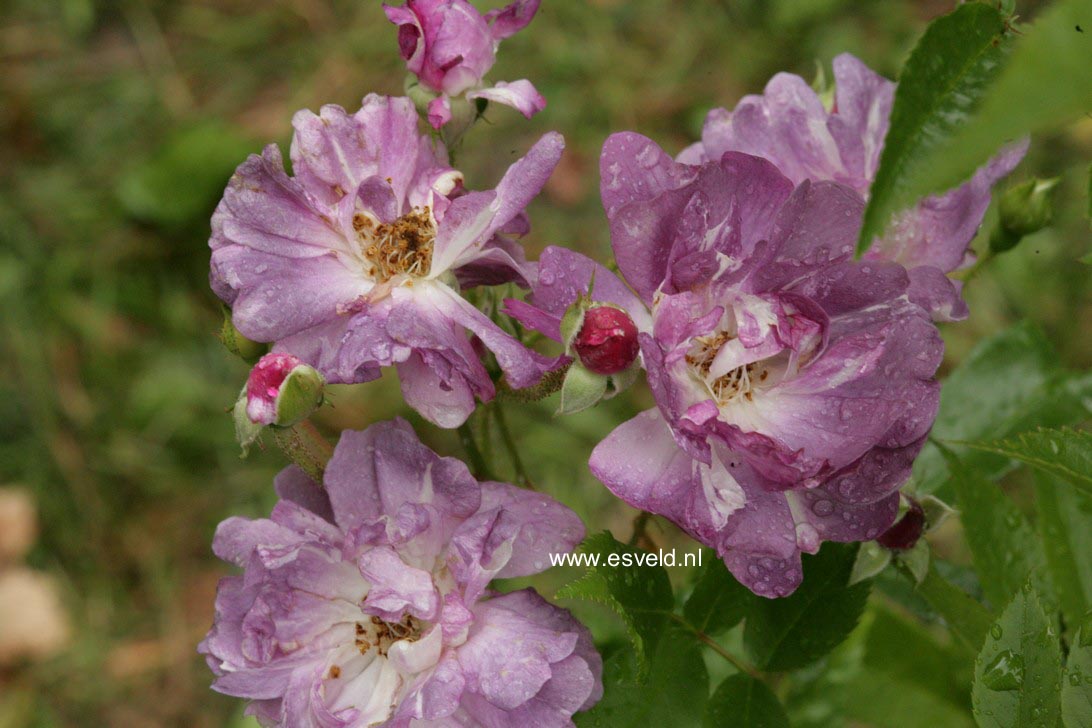 Rosa 'Veilchenblau'