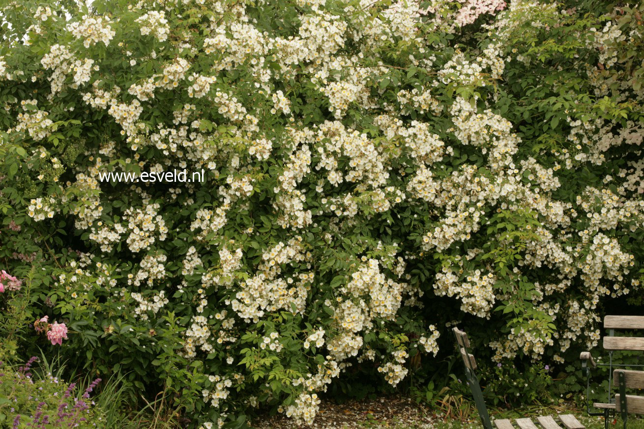 Rosa 'Weddingday'