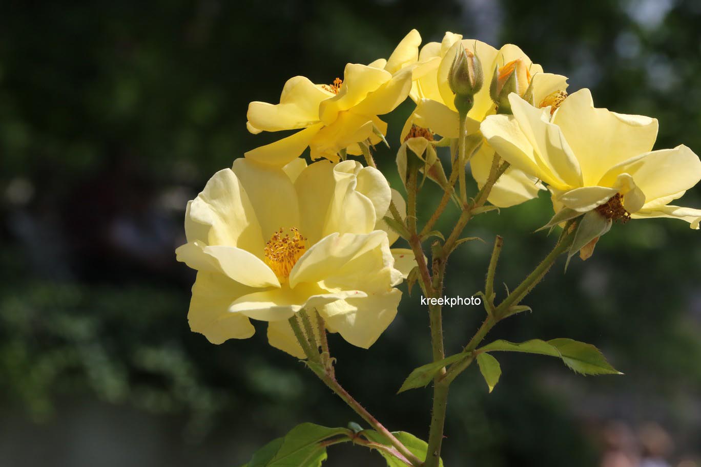 Rosa 'Yellow Fleurette'