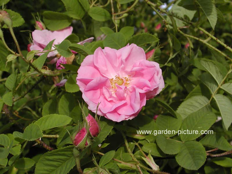 Rosa 'York and Lancaster'
