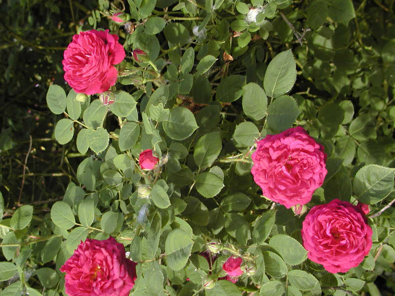 Rosa 'Zigeunerknabe'