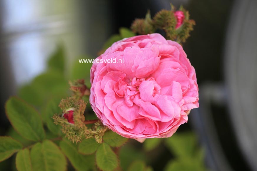 Rosa centifolia 'Cristata'