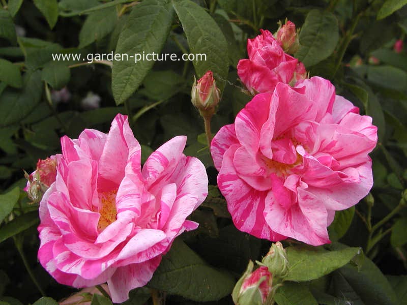 Rosa gallica 'Versicolor'