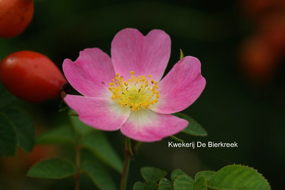Rosa rubiginosa