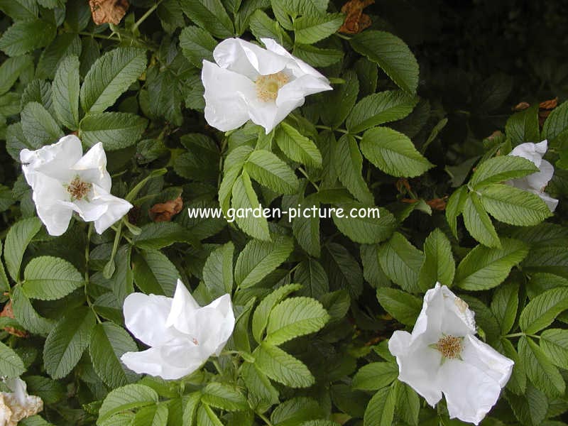 Rosa rugosa 'Alba'