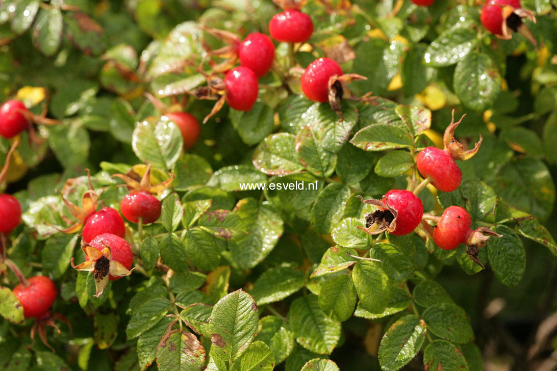 Rosa rugosa 'Rubra' (76874)