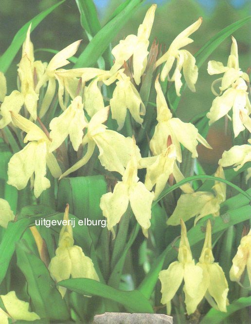 Roscoea 'Beesiana'