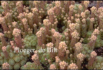 Rosularia chrysantha