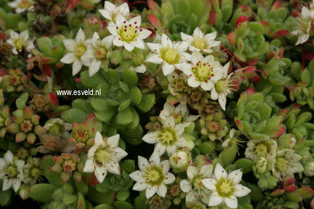 Rosularia sedoides var. alba
