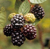 Rubus 'Bedford Giant' Rubus 'Bedford Giant'