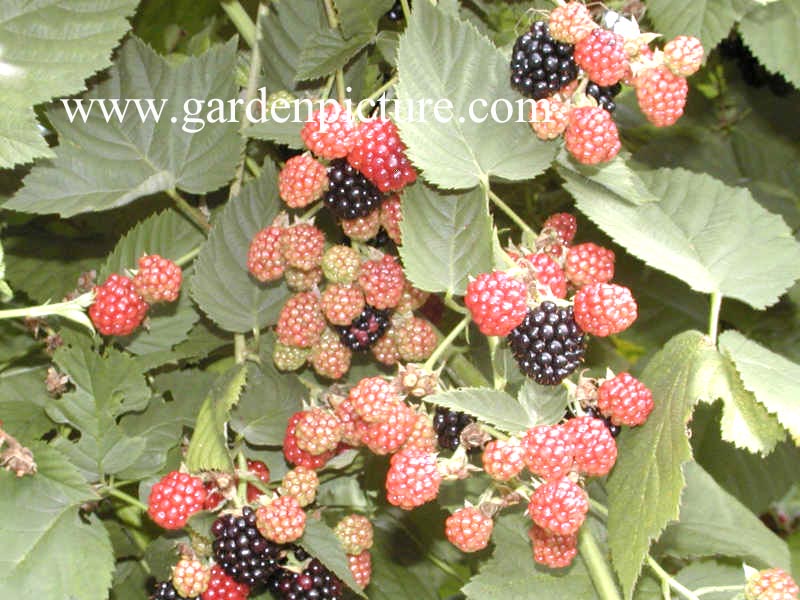 Rubus 'Chester Thornless'