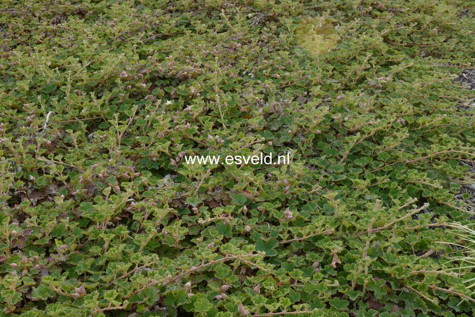 Rubus 'Kenneth Ashburner'