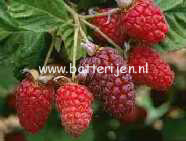 Rubus 'Loganberry'