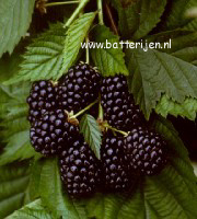 Rubus 'Thornfree'