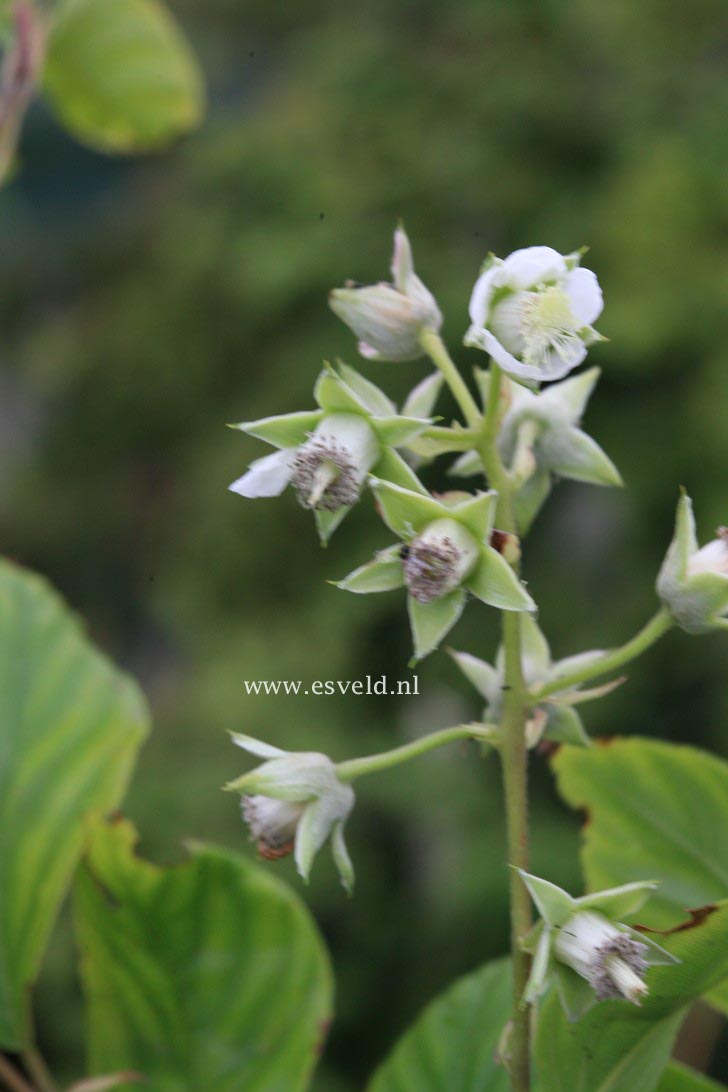Rubus acuminatus