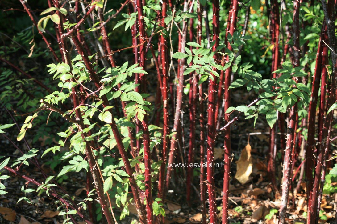 Rubus alleghaniensis