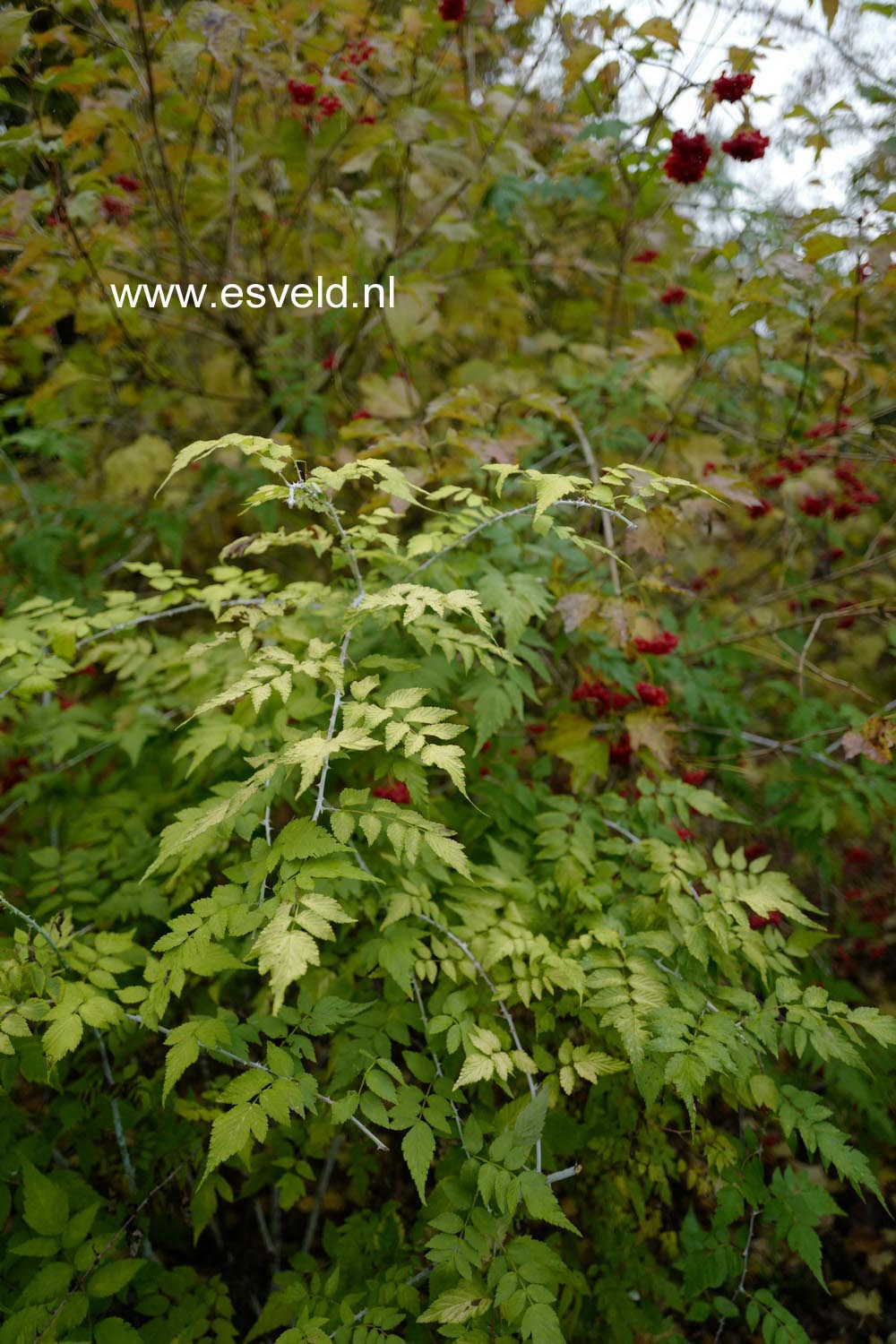 Rubus cockburnianus 'Wyego' (GOLDEN VALE)