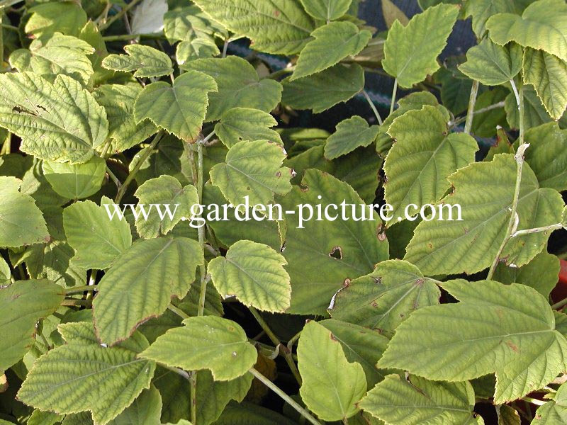 Rubus flagelliflorus