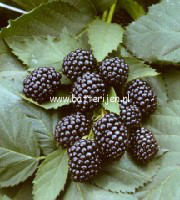 Rubus fruticosus 'Black Satin'